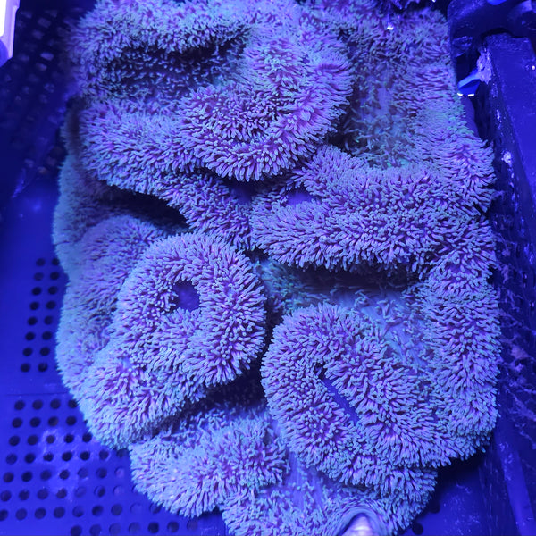 Anemone Gigantea Carpet Anemone - WYSIWYG – Ethical Aquatics Canada
