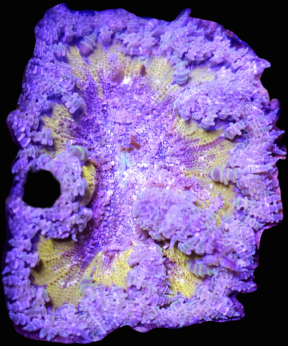 168サイコフラワー Rock Flower Anemone - WYSIWYG - Ultra – Ethical Aquatics Canada