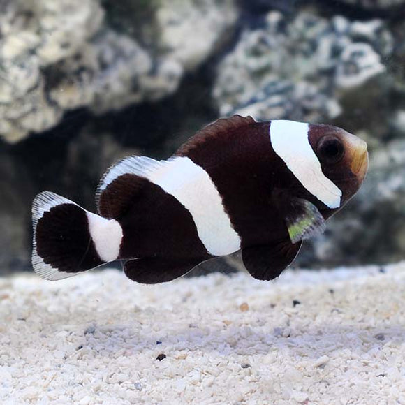 Clownfish - Saddleback - BONDED PAIR