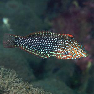 Ornate Leopard Wrasse