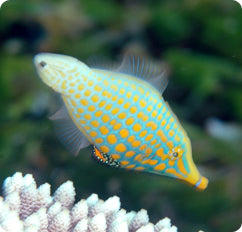 Orange Spotted Filefish