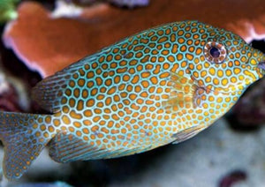 Gold Spotted Rabbitfish