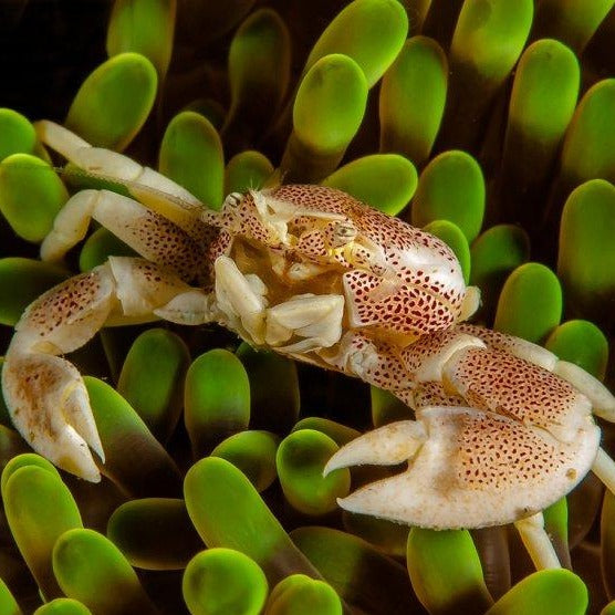 Porcelain Crab. Due to variations in the species, your specimen may not be identical to the image shown.