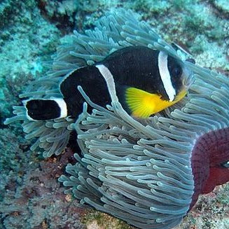 Mauritian Clownfish