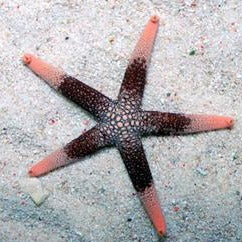 Pacific Jewel Sea Star