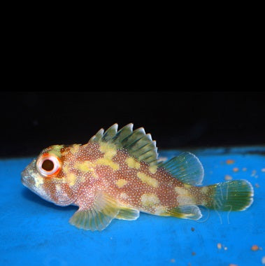 Yellow spotted scorpionfish
