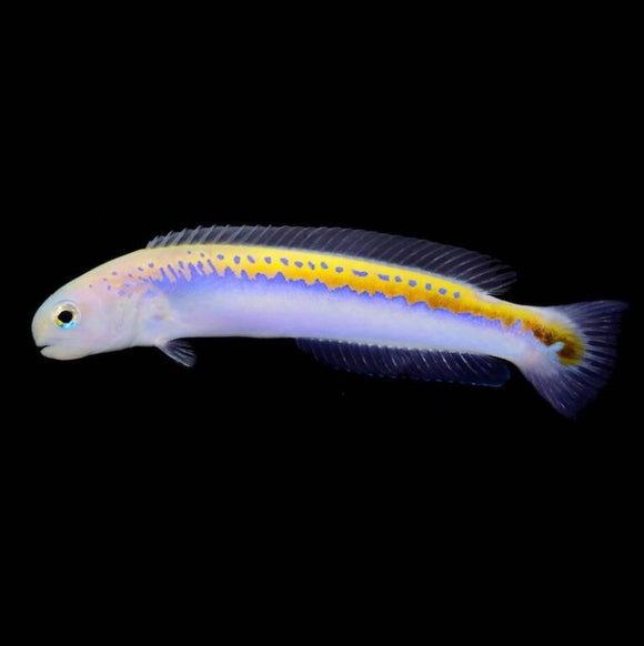 Oreni Tilefish - Ultra Rare