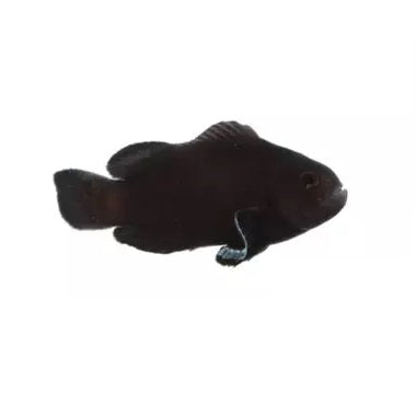 Ocellaris Clownfish - Midnight - Tank Raised