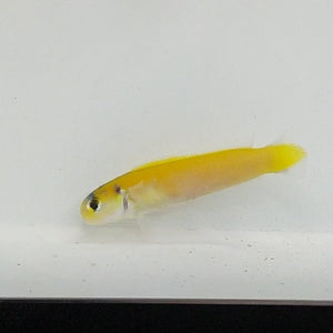 Yellow Tilefish
