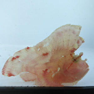 Leaf Scorpionfish - Pink