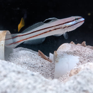 Railway Sleeper Goby