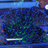 Plate Coral - Long Tentacle XXL