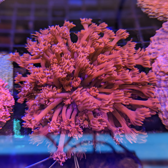 Gonipora - Metallic Red with Blue Tips Colony