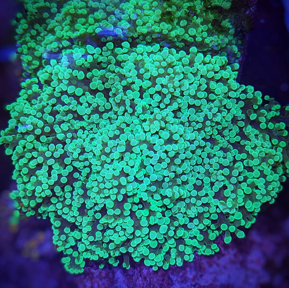 Frogspawn - Ultra Green XL Colony