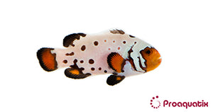 Ocellaris Clownfish - Flurry - Tank Raised