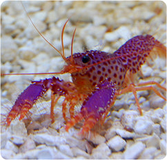 Debelius' Reef Lobster – Ethical Aquatics Canada