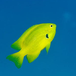 Sulfur Damselfish