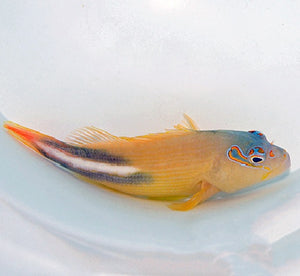 Tuamoto Hawkfish