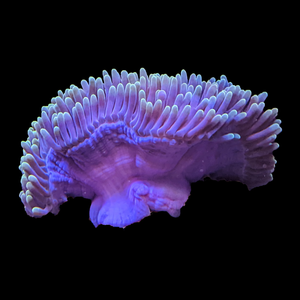 Magnificent Anemone - Ultra Purple Neon Yellow Tips - Aquacultured