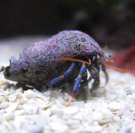 Blue Leg Hermit Crab