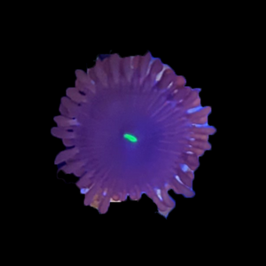 Zoa - Purple People Eater