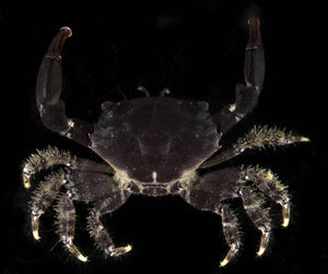 Black Mithrax Crab