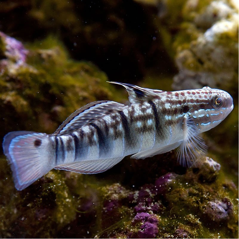 Locks Goby Bullet Goby – Ethical Aquatics Canada