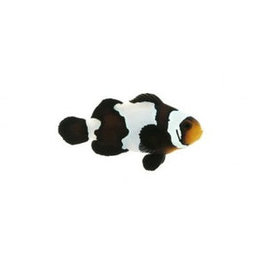 Ocellaris Clownfish - Black Ice Snowflake - Tank Raised