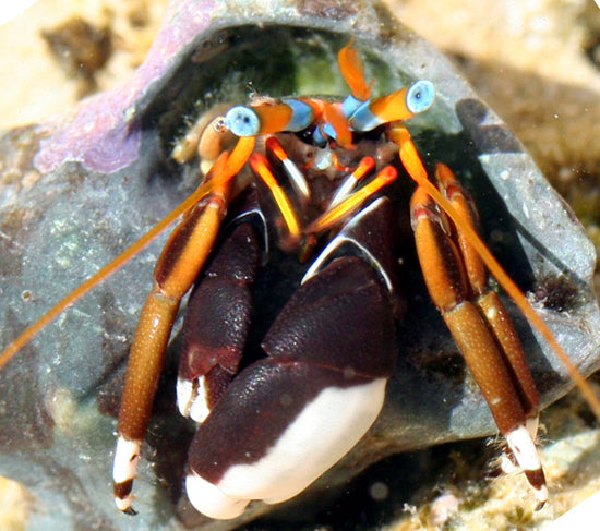 Blue Eye Hermit Crab