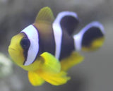 Mauritian Clownfish
