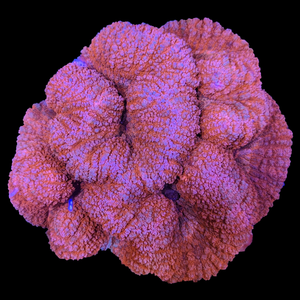 Symphyllia Colony - Ultra Pink WYSIWYG