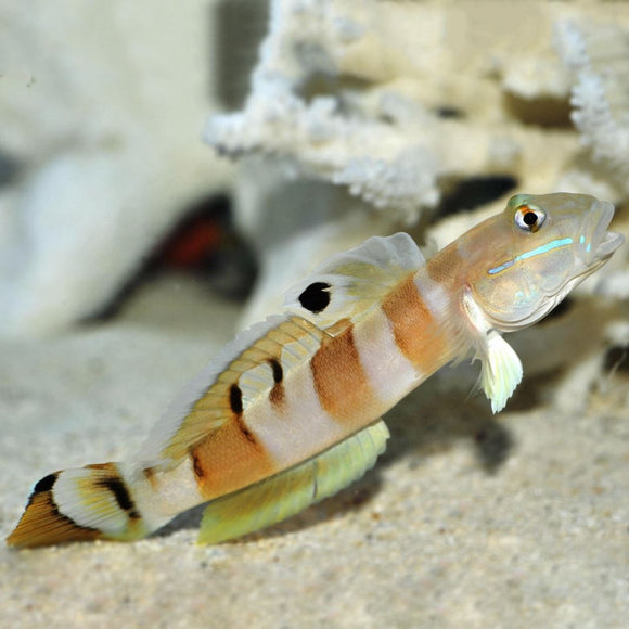 Tiger Wardi Goby