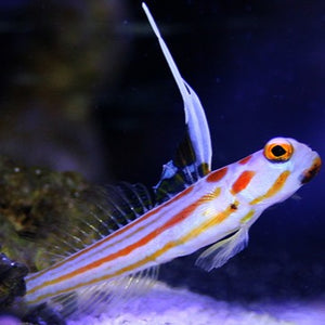 Yasha White Ray Shrimp Goby - Captive Bred