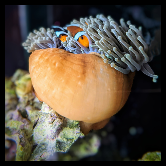Magnificent Anemone - Orange Column Green Tips Aquacultured