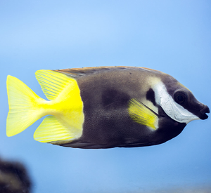 Fiji Bicolor foxface