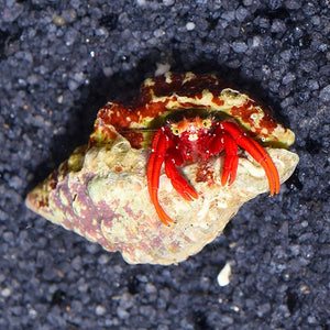 Scarlett Hermit Crab