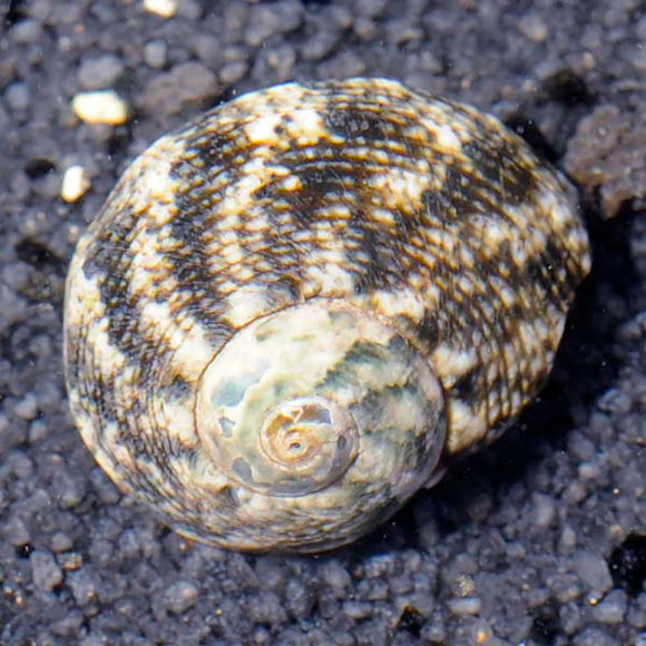 Cat's Eye Turbo Snail