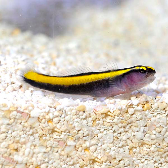 Yellow Line Goby - Captive Bred