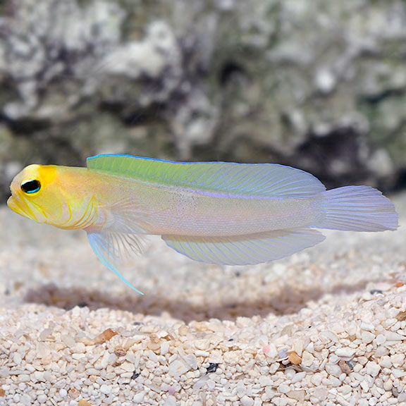 Pearly Yellowhead Jawfish