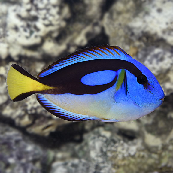 Blue Regal Tang - Yellow Belly
