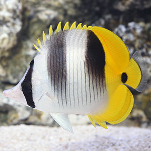 Double Saddled Butterflyfish