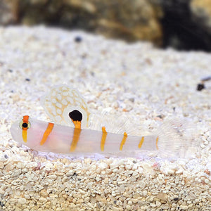 Orange Striped Shrimp Goby
