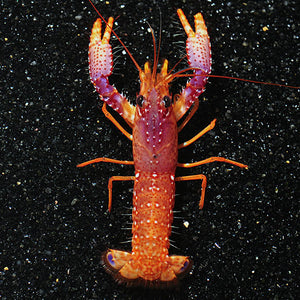 Daum's Reef Lobster
