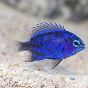 Springer's Damselfish