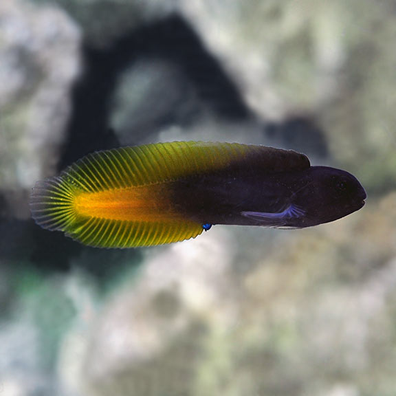 Flametail  Blenny