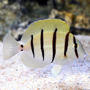 Convict Tang - Small