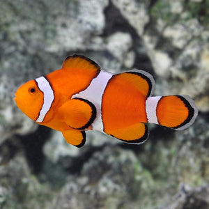 Ocellaris Clownfish -Tank Raised