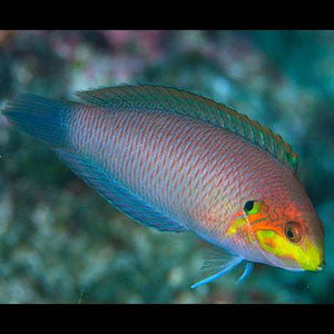 Moyers Leopard Wrasse