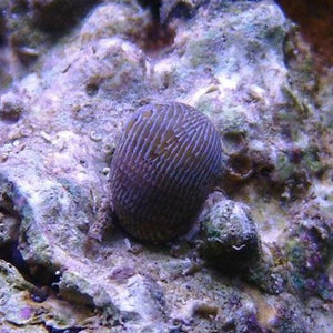 Nerite Snail