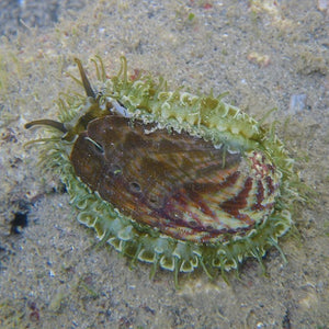 Donkey Ear Abalone